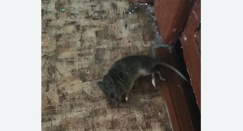 Дезинфекция от мышей в Бузулуке