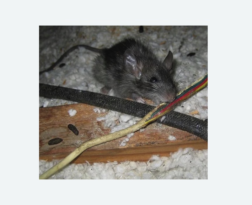 мыши грызут провода в Бузулуке
